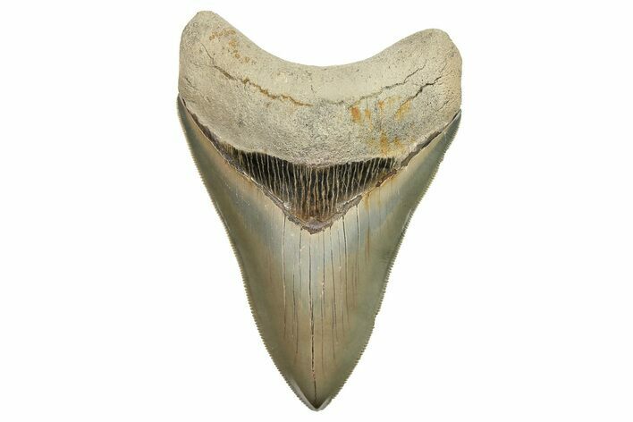 Serrated, ” Fossil Megalodon Tooth - Aurora, North Carolina #299372